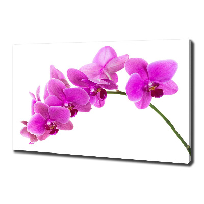 Foto obraz na plátně Růžová orchidej