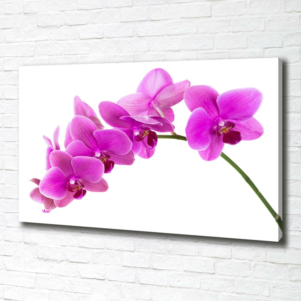 Foto obraz na plátně Růžová orchidej