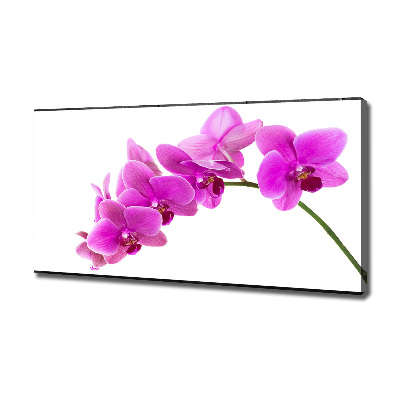 Foto obraz na plátně Růžová orchidej