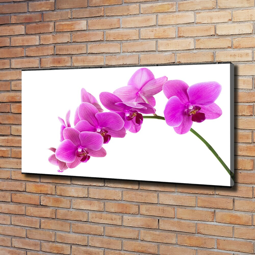 Foto obraz na plátně Růžová orchidej