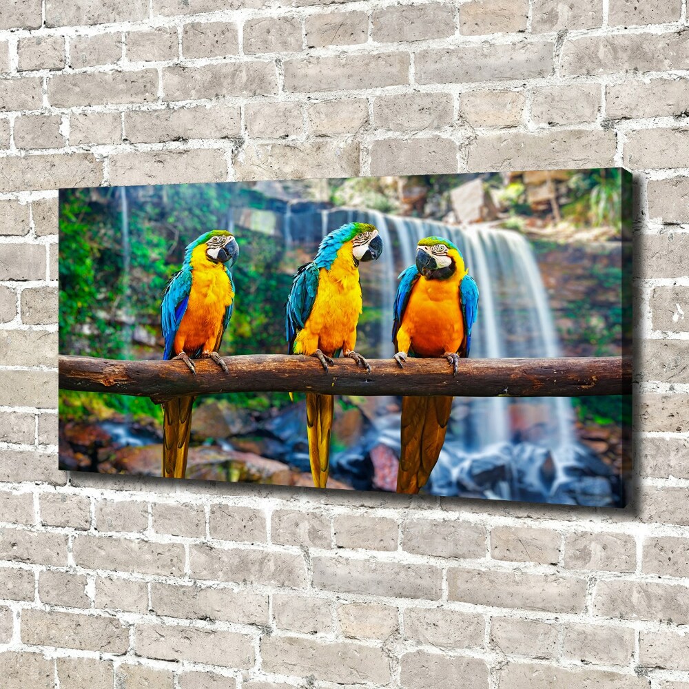 Foto obraz na plátně Papoušci na větvi