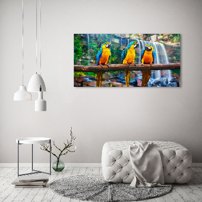 Foto obraz na plátně Papoušci na větvi