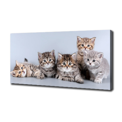 Foto obraz na plátně Pět koček
