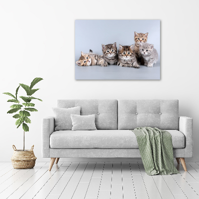 Foto obraz na plátně Pět koček