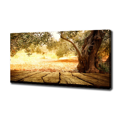 Foto obraz na plátně Olivový strom