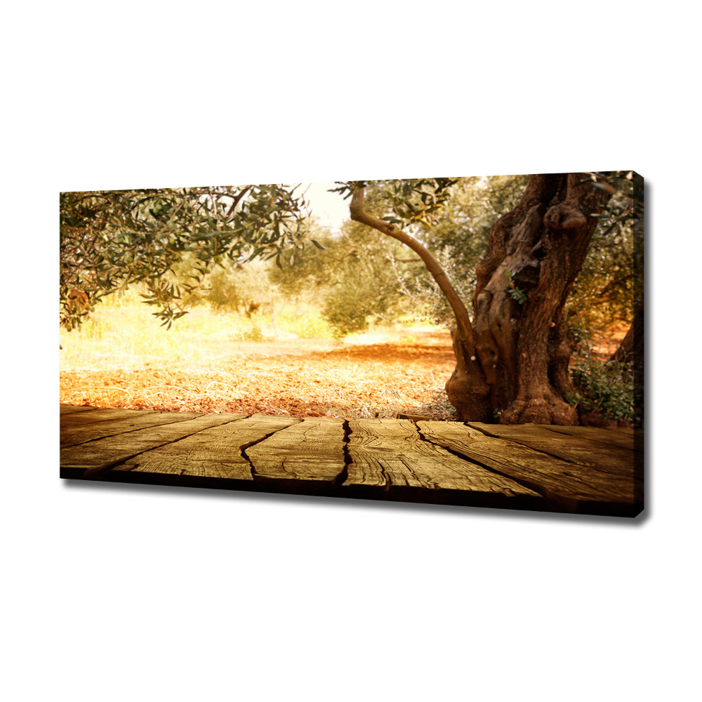 Foto obraz na plátně Olivový strom