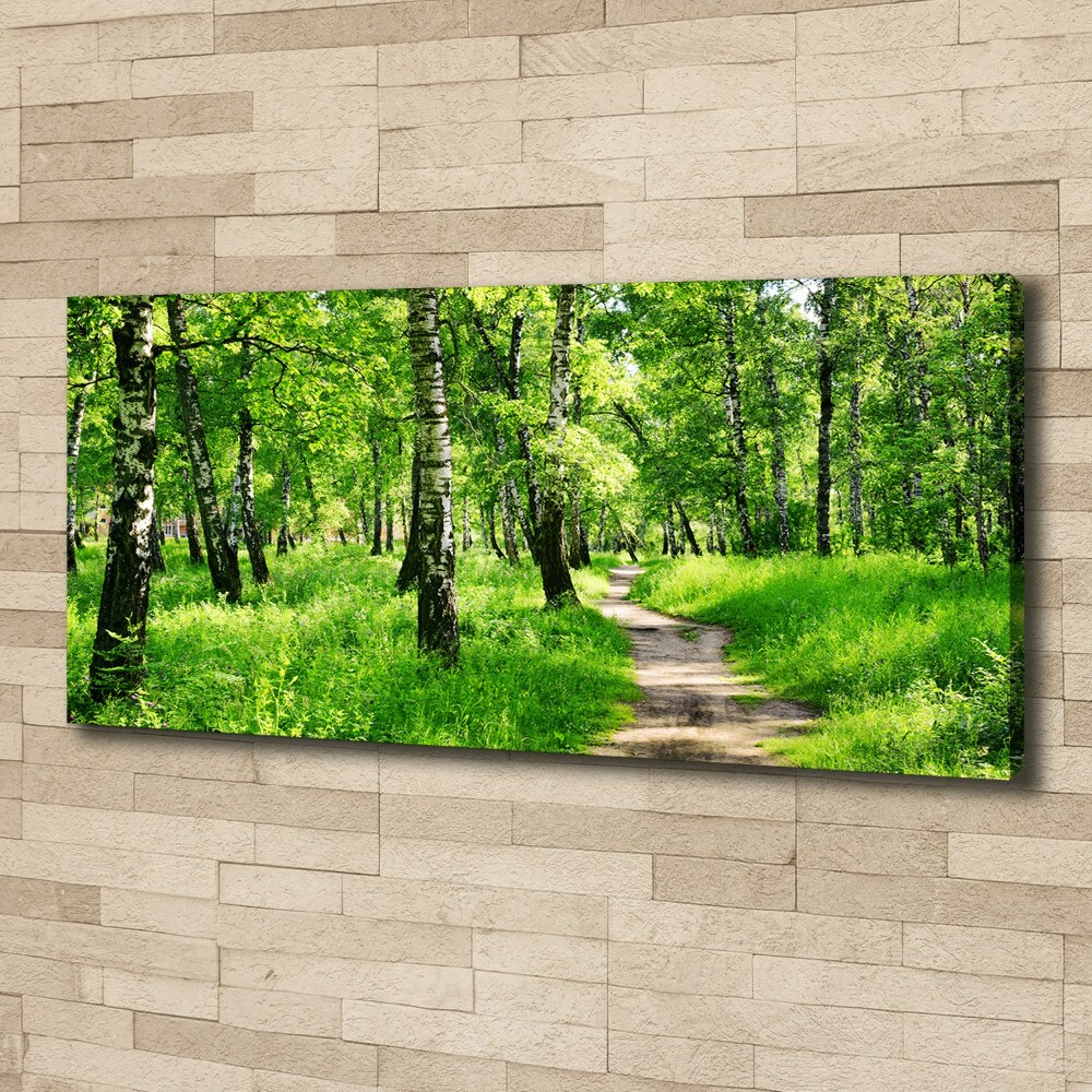 Foto obraz na plátně Břízový les
