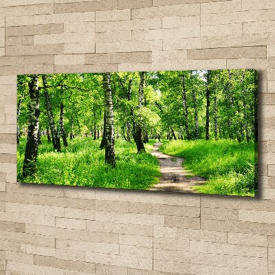 Foto obraz na plátně Břízový les