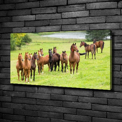 Foto obraz na plátně Stádo koní na louce