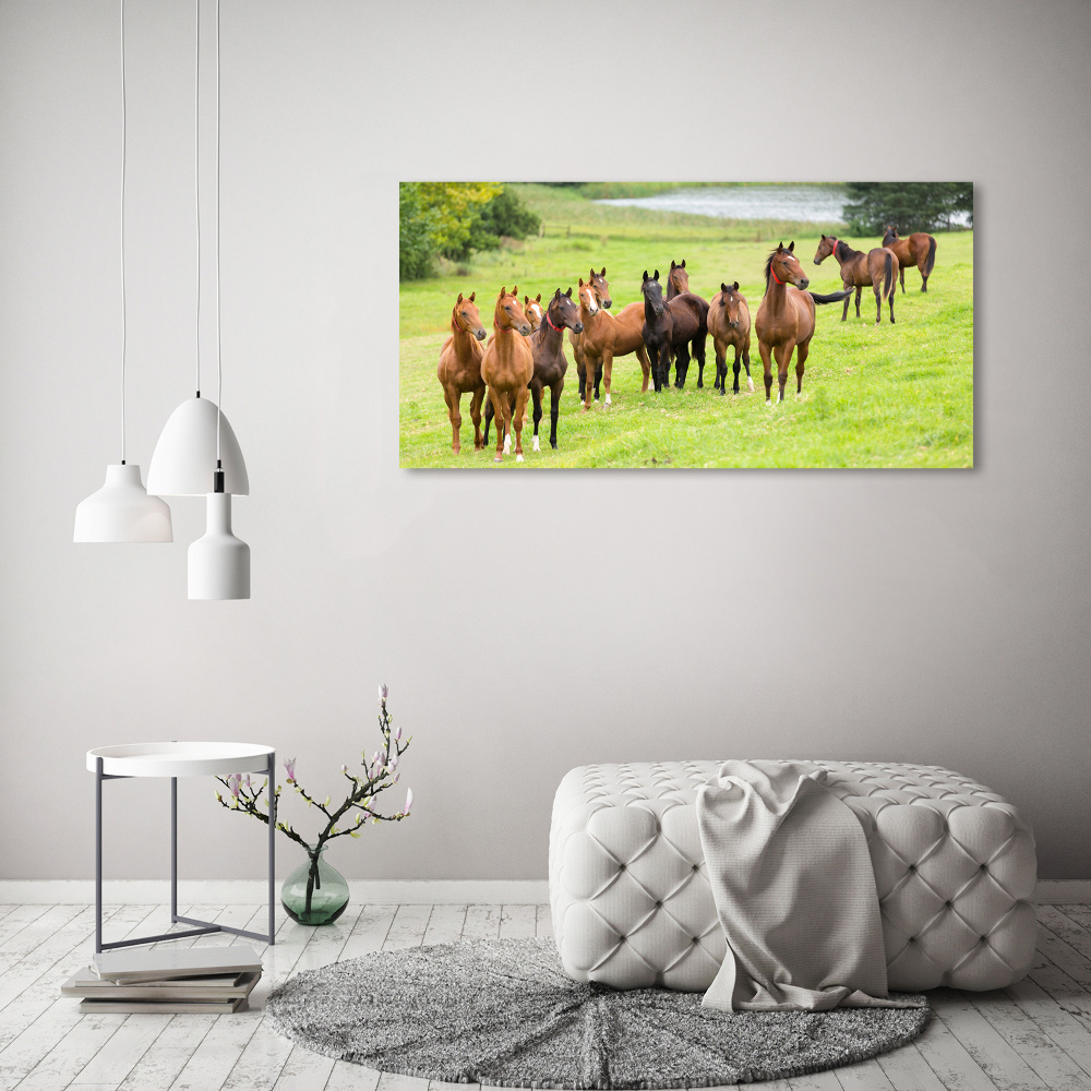 Foto obraz na plátně Stádo koní na louce