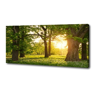 Foto obraz na plátně Stromy v parku