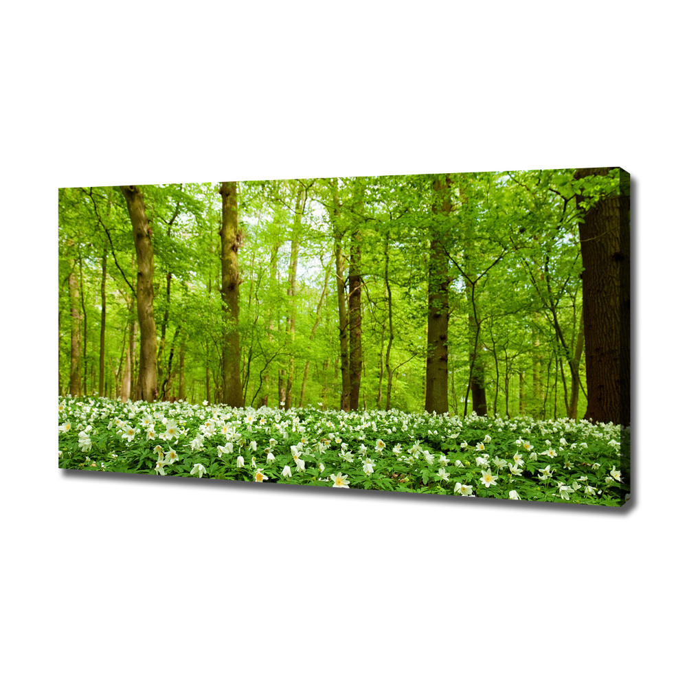 Foto obraz na plátně Květiny v lese