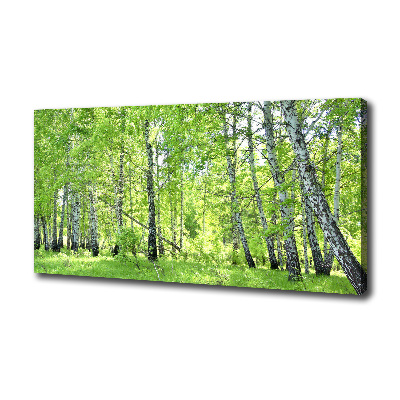 Foto obraz canvas Břízový les
