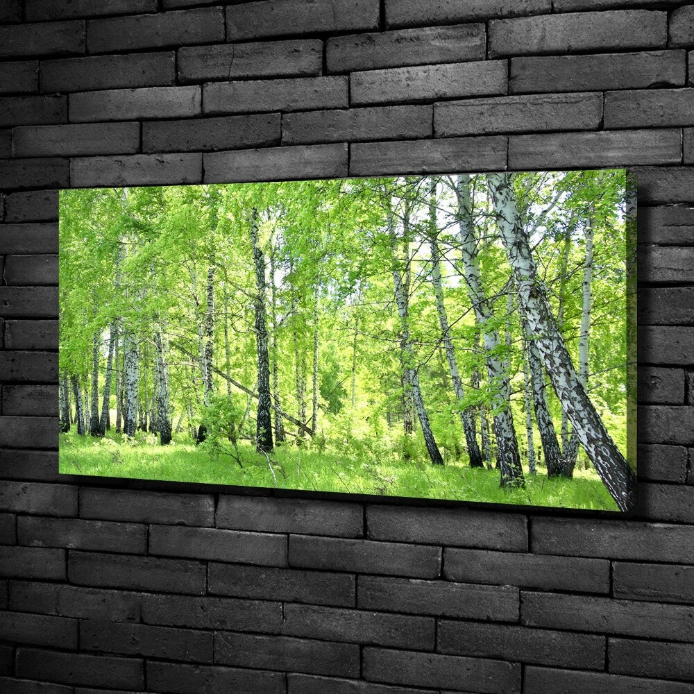 Foto obraz canvas Břízový les