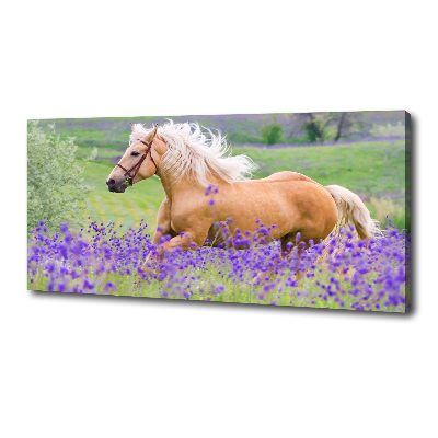 Foto obraz na plátně Kůň na poli levandule