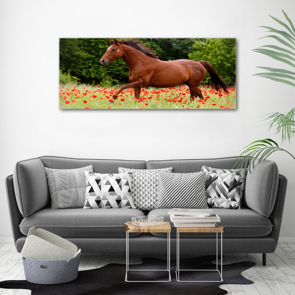 Fotoobraz fotografie na plátně Kůň na poli máků