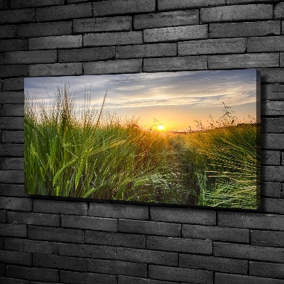 Foto obraz na plátně Pole pšenice
