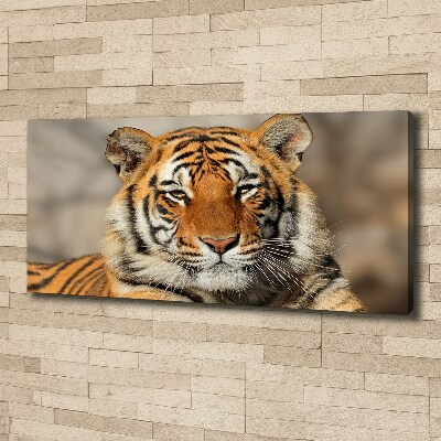 Foto obraz na plátně Bengálský tygr