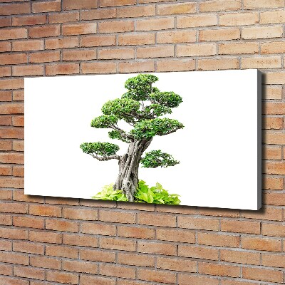 Foto obraz na plátně do obýváku Bonsai