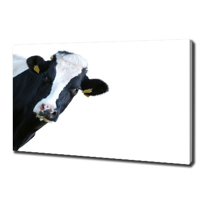 Foto obraz na plátně Kráva