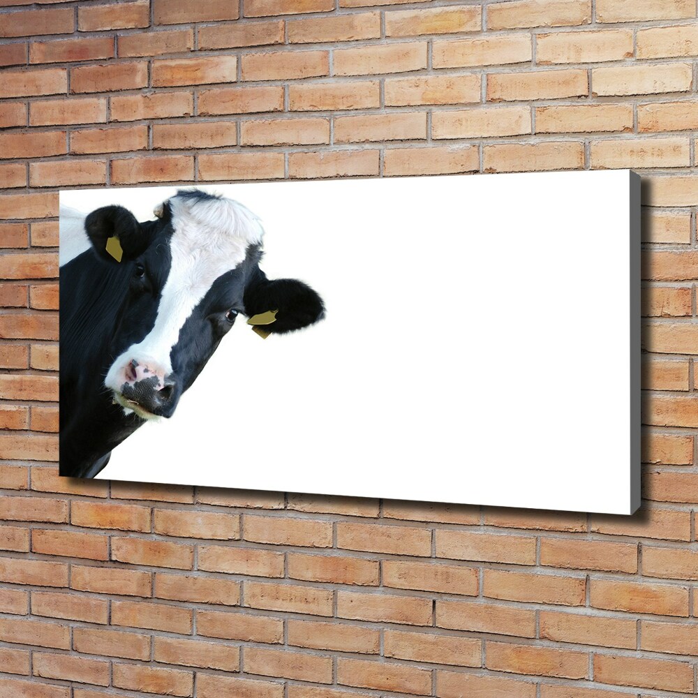 Foto obraz na plátně Kráva