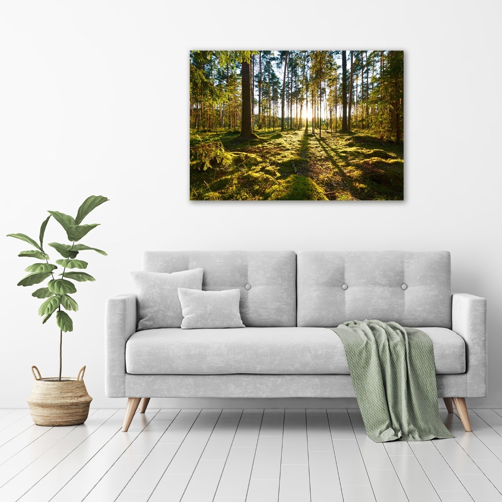 Foto obraz na plátně Sosnový les