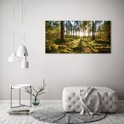Foto obraz na plátně Sosnový les