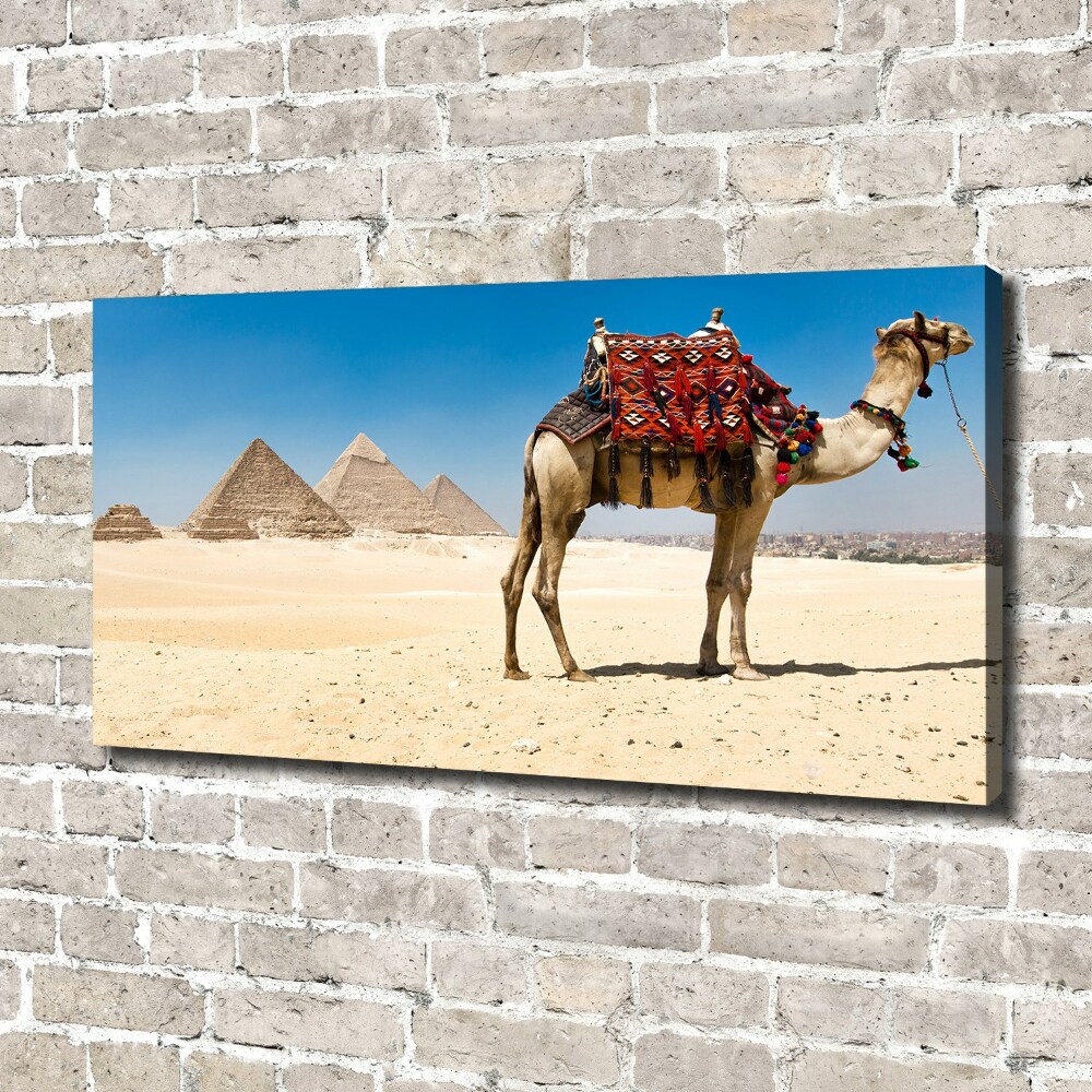 Foto obraz na plátně Velbloud Káhira