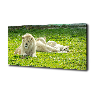 Foto obraz na plátně Béžové lvy