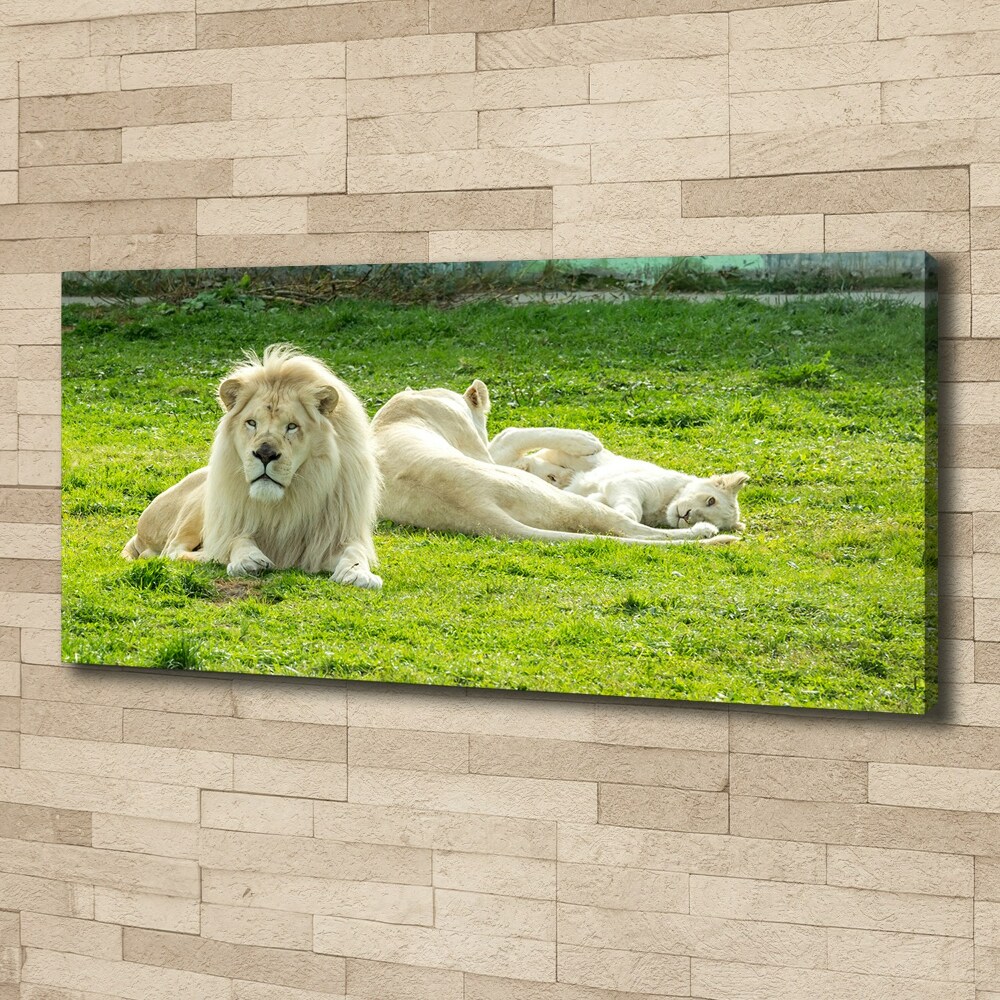 Foto obraz na plátně Béžové lvy