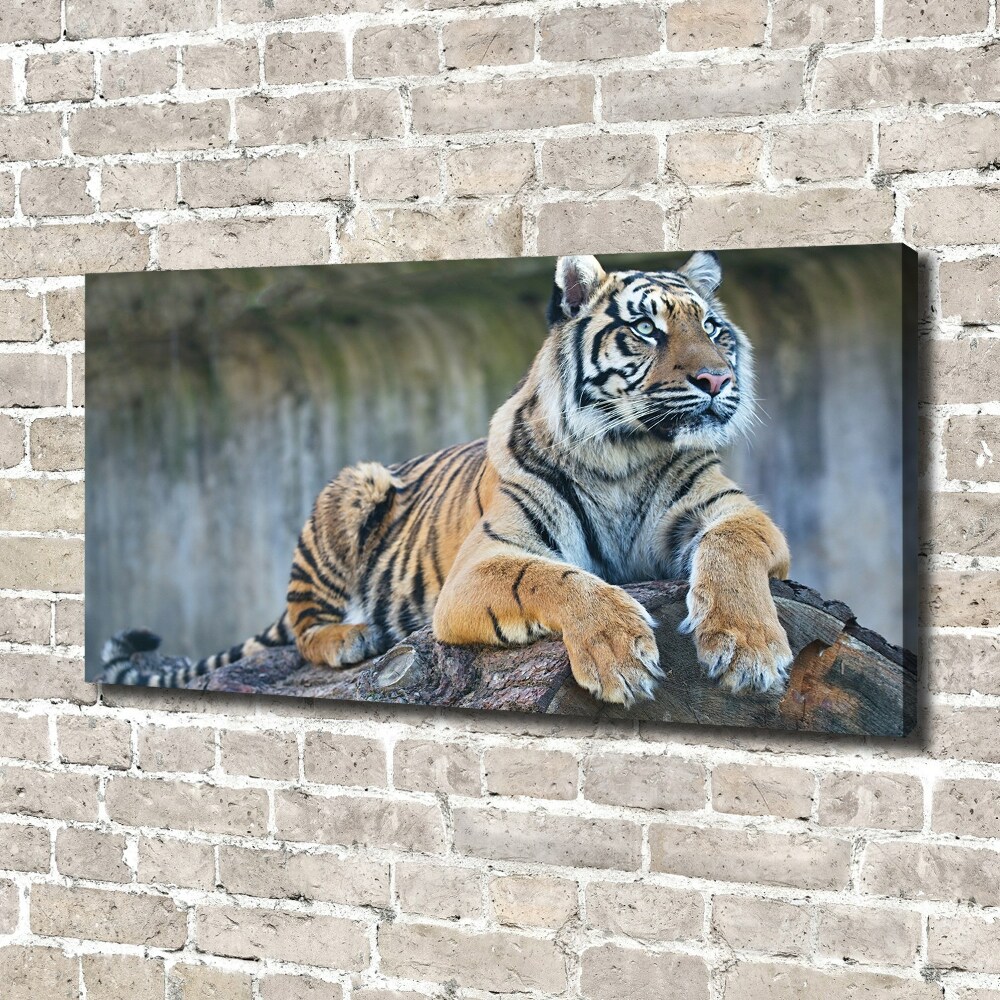 Foto obraz na plátně do obýváku Tygr