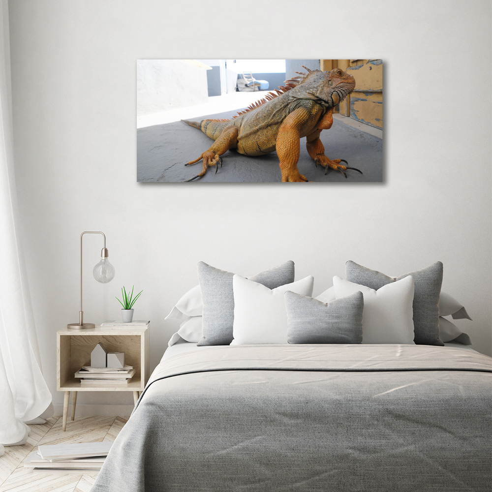 Foto obraz na plátně Iguana