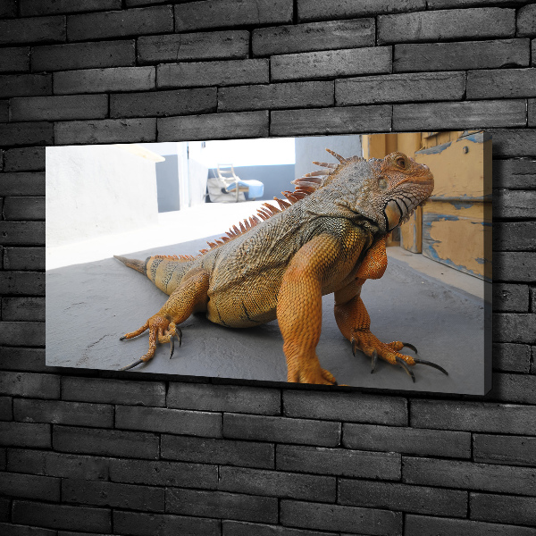 Foto obraz na plátně Iguana