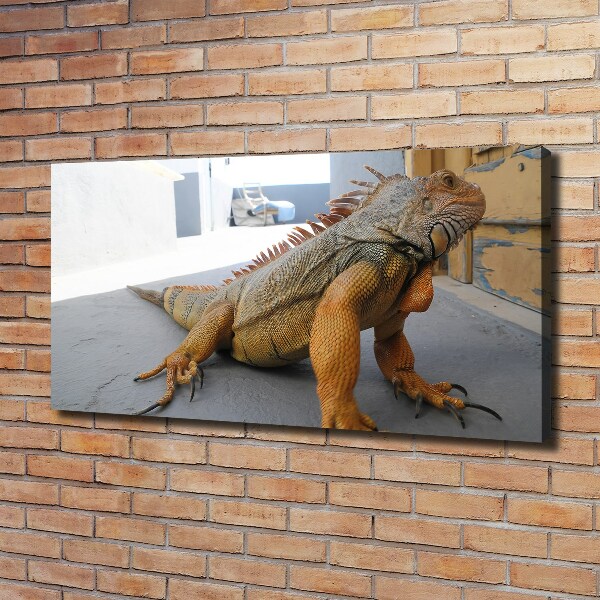 Foto obraz na plátně Iguana