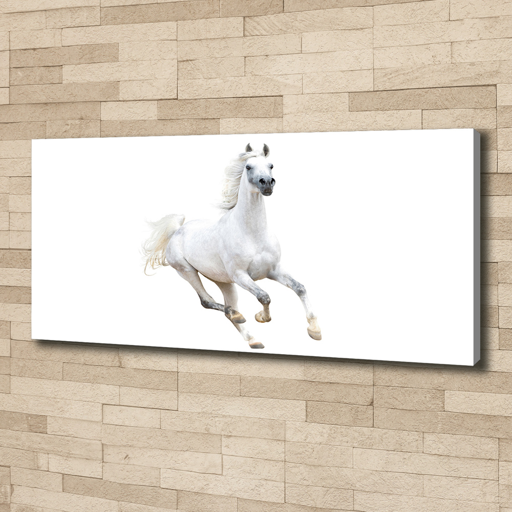 Foto obraz na plátně Bílý arabský kůň