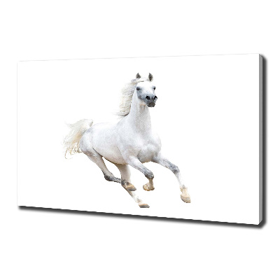 Foto obraz na plátně Bílý arabský kůň