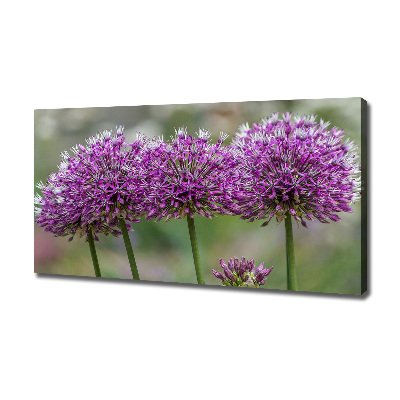 Foto obraz na plátně do obýváku Květ česneku