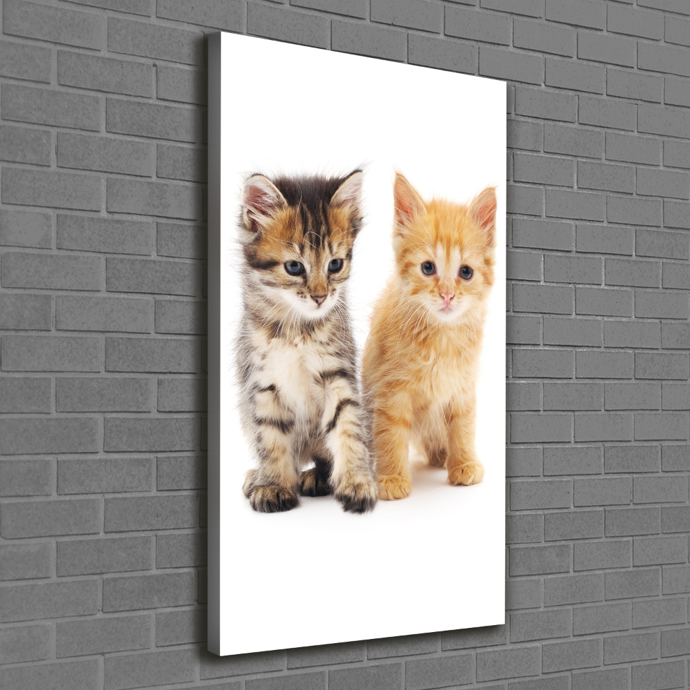 Vertikální Foto obraz na plátně Šedá a červená kočka