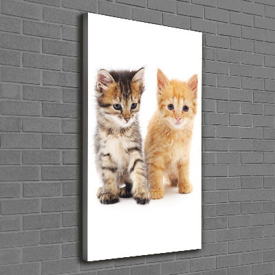 Vertikální Foto obraz na plátně Šedá a červená kočka