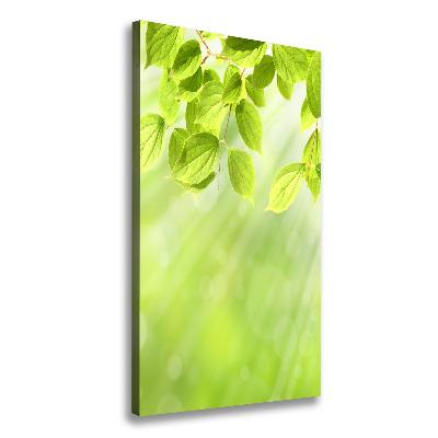 Vertikální Foto obraz na plátně Zelené listy