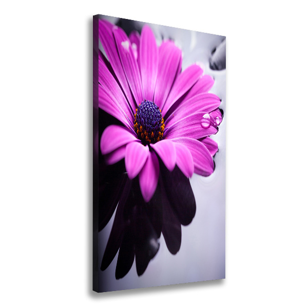 Foto-obraz canvas do obýváku Růžová gerbera