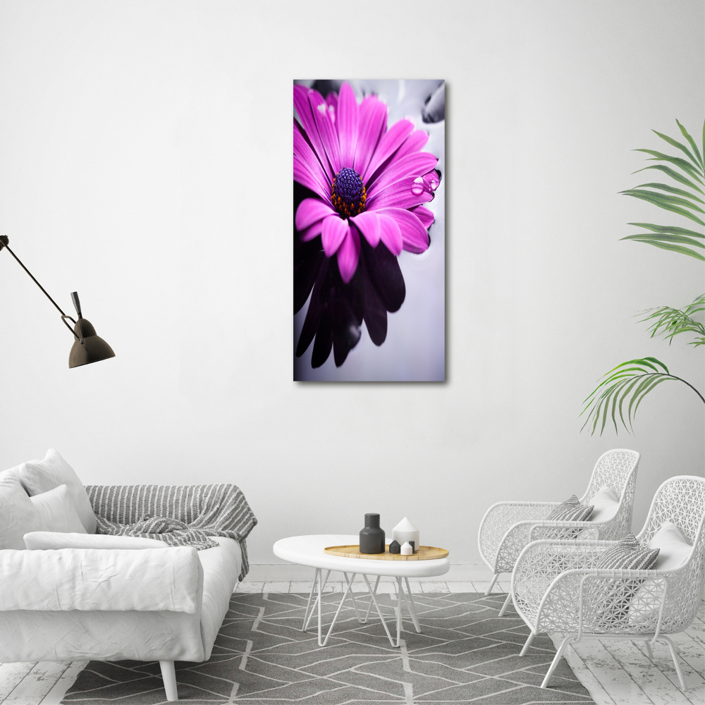 Foto-obraz canvas do obýváku Růžová gerbera