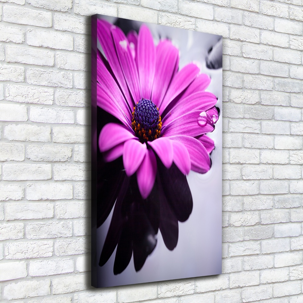 Foto-obraz canvas do obýváku Růžová gerbera