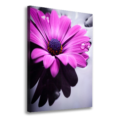 Foto-obraz canvas do obýváku Růžová gerbera