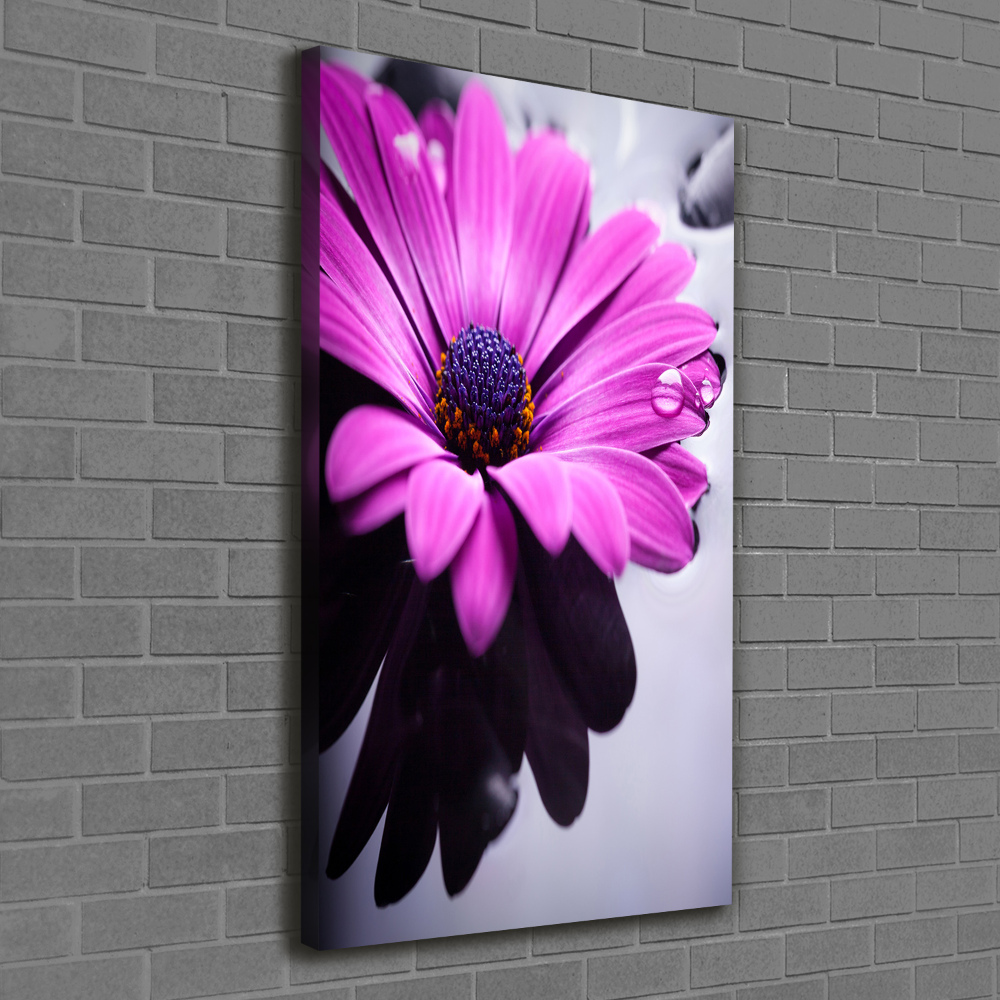 Foto-obraz canvas do obýváku Růžová gerbera