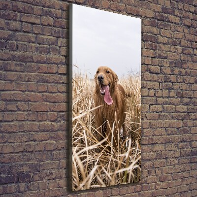 Vertikální Foto obraz na plátně Golden retriever