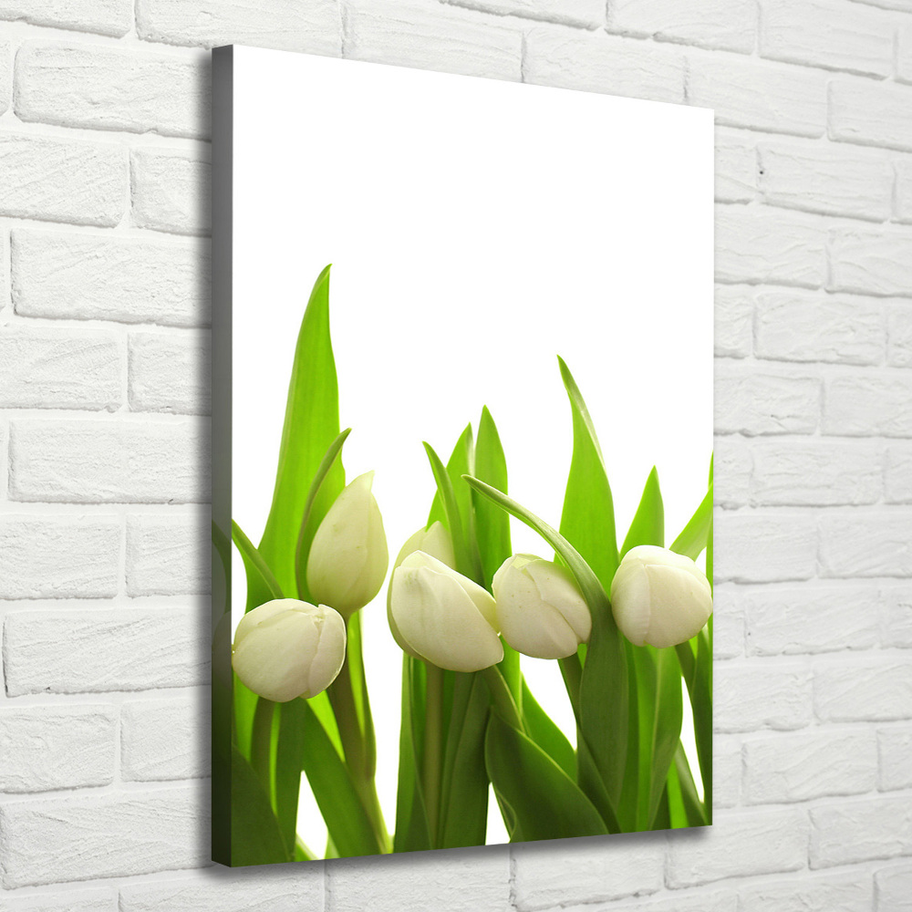 Foto-obraz canvas do obýváku Bílé tulipány