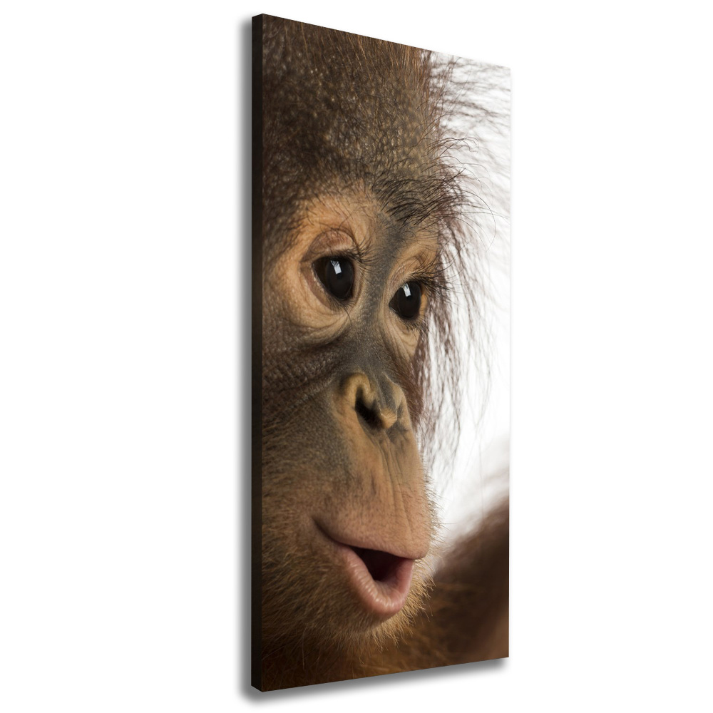 Vertikální Foto obraz na plátně Mladý orangutan