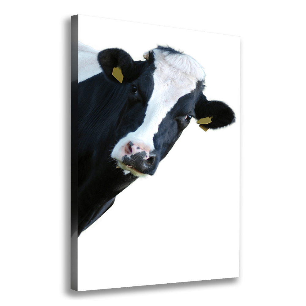 Vertikální Foto obraz na plátně Flekatá kráva