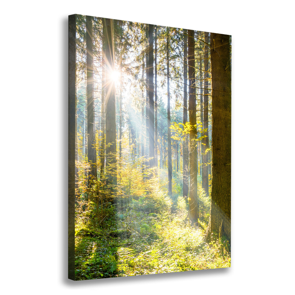 Vertikální Foto obraz canvas Slunce v lese